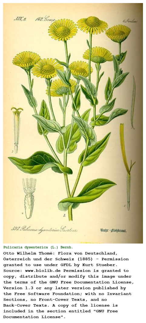 Pulicaria dysenterica (L.) Bernh.